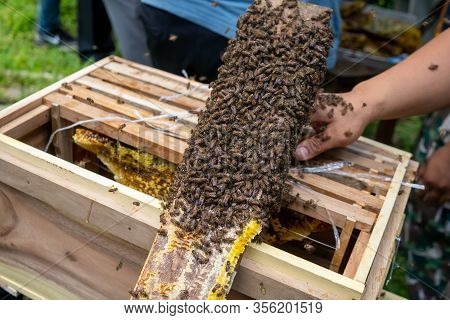 Bee Colony Full Of Honey High Nutrient And Vitamin Transfer To Beekepping Handmade Box.