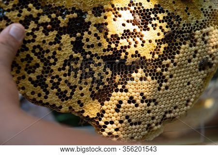 Bee Colony Full Of Honey High Nutrient And Vitamin Transfer To Beekepping Handmade Box.