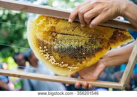 Bee Colony Full Of Honey High Nutrient And Vitamin Transfer To Beekepping Handmade Box.