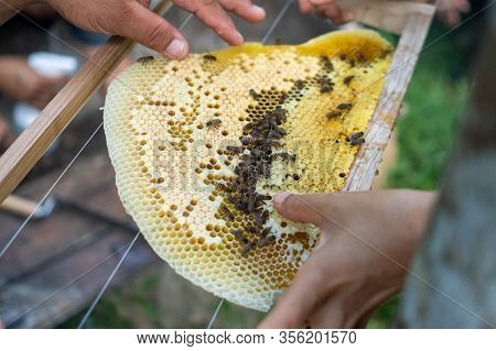 Bee Colony Full Of Honey High Nutrient And Vitamin Transfer To Beekepping Handmade Box.