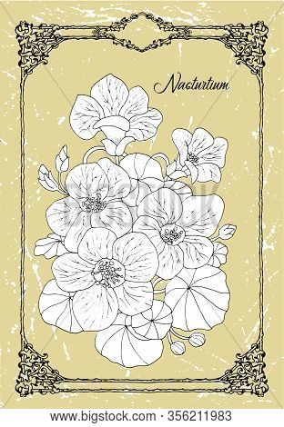 Vector Black And White Drawing Of Nasturtium Flower On Texture Background. Vintage Botanical Illustr
