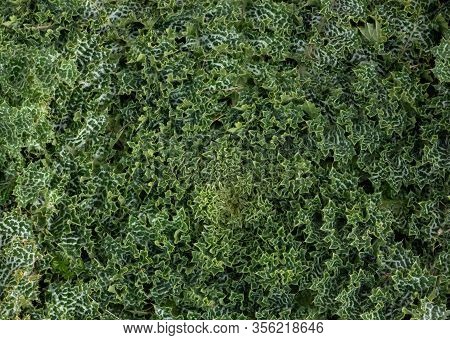 Green Plant Foliage With White Spots, Jungle Plant Texture Background
