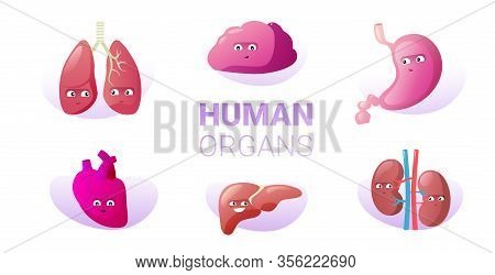 Set Funny Anatomical Mascot Kidneys Lungs Brain Stomach Heart Liver Characters Cute Human Body Inter