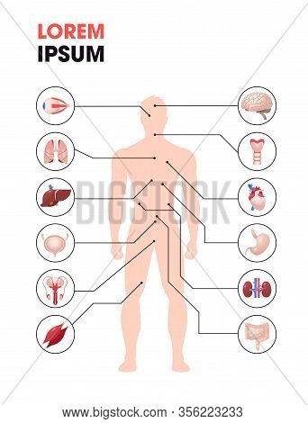 Human Body Structure Infographic Poster With Internal Organs Icons Anatomy System Full Length Copy S