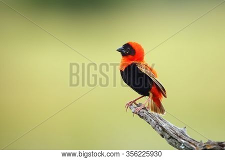 The Southern Red Bishop Or Red Bishop (euplectes Orix) Sitting On The Branch With Green Background. 
