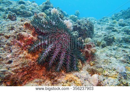 Crown Of Thorns Starfish - Acanthaster Planci - The World Largest Starfish , Predator Of Hard Corals