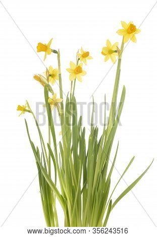 Narcissus Jonquilla In Front Of White Background