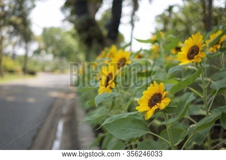 Helianthus Annuus Or Sunflower Is Annual Plant In Family Asteracea. Big Yellow Flowers And Green Lea