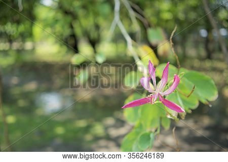 Bauhinia Purpurea Or Orchidtree Is A Species Of Flowering Plant In The Family Fabaceae. Pink And Whi