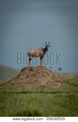 Male Topi On Termite Mound Watching Camera