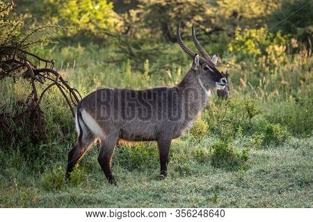 Male Waterbuck Stands Eyeing Camera In Bushes