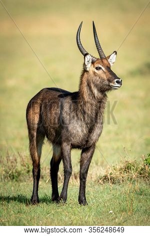 Male Waterbuck Stands On Grass Eyeing Camera