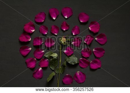 Beautiful Flower Mandala Of Pink And Red Roses On Black Dark Background. Geometrical Floral Composit