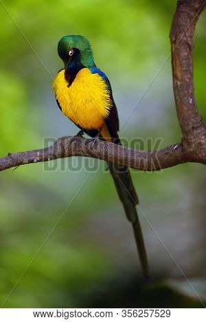 The Golden-breasted Starling (lamprotornis Regius), Also Known As Royal Starling. Starling In The Gr