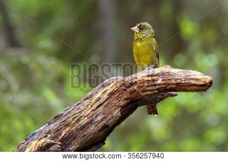 The European Greenfinch, Or Just Greenfinch (chloris Chloris),sitting On The Branch. Male Greenfinch