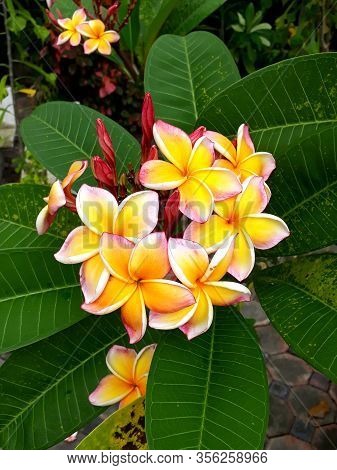 Beautiful yellow frangipani flowers in the jungle