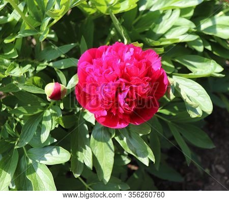 Blossom Flower Paeonia Officinalis, The Common Peony, Or Garden Peony, Is A Species Of Flowering Pla