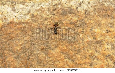 Ant на стене