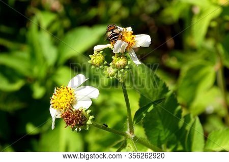 Bee in close up on a flower