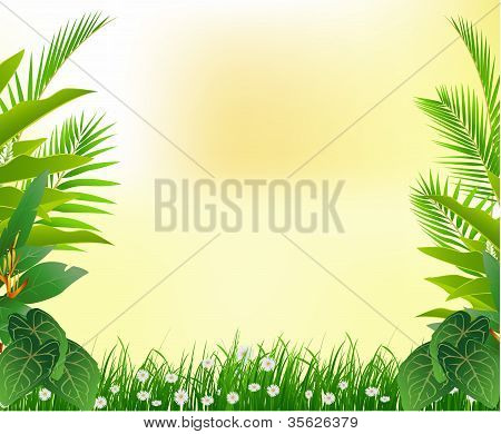 tropical forest background