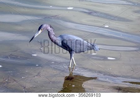 Blue heron in a pond searching for food