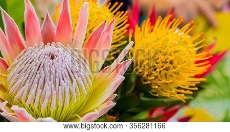 Bright Colored King Protea From The Fynbos Of Cape Town South Africa
