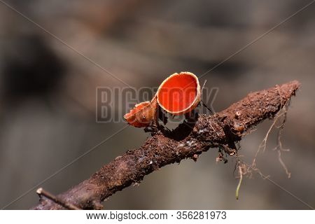 Scarlet Elf Cup Mushroom (sarcoscypha Austriaca). Little Red Cup, First Spring Mushroom On Rotting B
