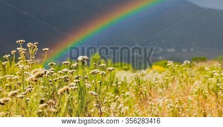 Rainbow And Drops Of Rain On A Sunny Day With Fynbos Flowers Of Cape Town