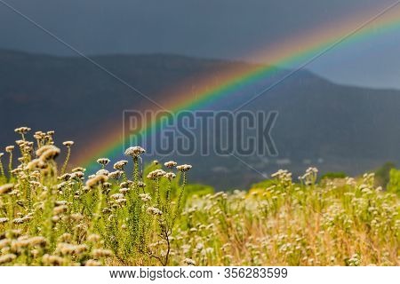 Rainbow And Drops Of Rain On A Sunny Day With Fynbos Flowers Of Cape Town