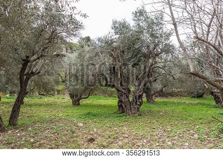 Old Perennial Olive Trees Grow In The Gey Ben Hinnom Park - Called In The Holy Books As The Blazing 