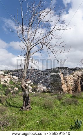 Burned Lightning Tree Stands In The Gey Ben Hinnom Park - Called In The Holy Books As The Blazing In