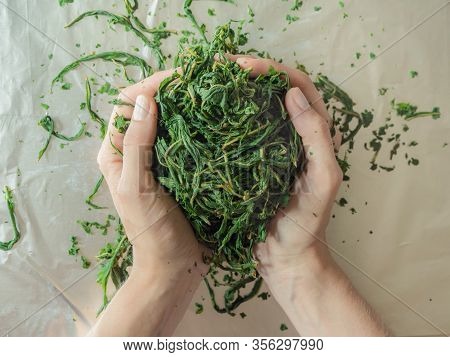 Fermentation Process Of Tea Leaves. Manual Production Koporye Tea - Ivan Tea.