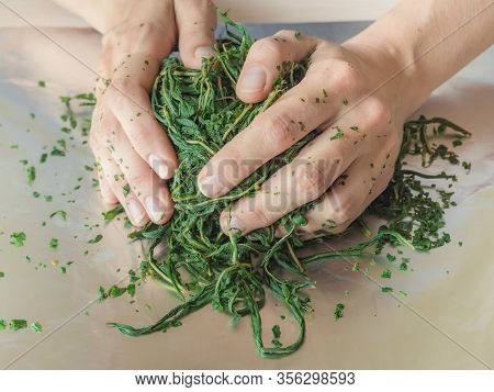 Fermentation Process Of Tea Leaves. Manual Production Koporye Tea - Ivan Tea.
