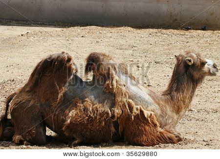 Camel