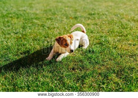 Happy Puppy Jack Russell Terrier Playing In The Grass.