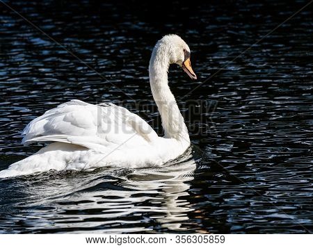 A Mute Swan Floats In The Pond Of Kanuma Park In Fuchinobe, Sagamihara, Japan.