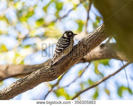 A Small, Cute Japanese Pygmy Woodpecker, Yungipicus Kizuki, Perches On A Tree Branch In Kanuma Park,