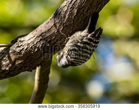 A Small, Cute Japanese Pygmy Woodpecker, Yungipicus Kizuki, Perches Under A Tree Branch In Kanuma Pa