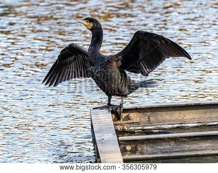 A Japanese Cormorant, Phalacrocorax Capillatus, Drying Its Wings In The Sun In Kanuma Park, Sagamiha