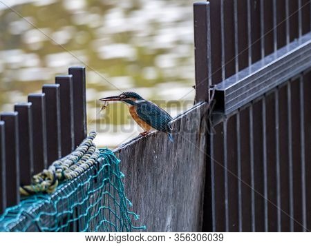 A Common Eurasian Kingfisher, Alcedo Atthis Bengalensis, Perches On A Fence With A Recent Catch Near