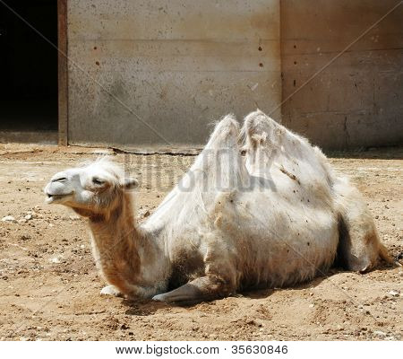 Camel