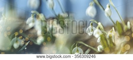 Panoramic View To Spring Flowers In The Forest. White Blooming Snowdrop Folded Or Galanthus Plicatus
