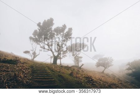 Mystical Forest