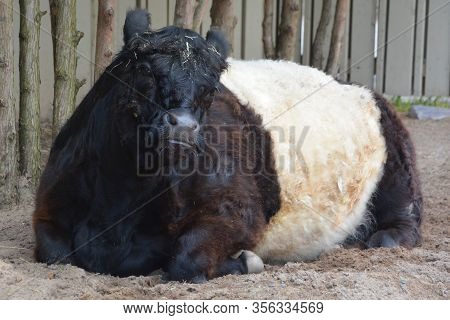 The Belted Galloway Is A Heritage Beef Breed Of Cattle Originating From Galloway In South West Scotl