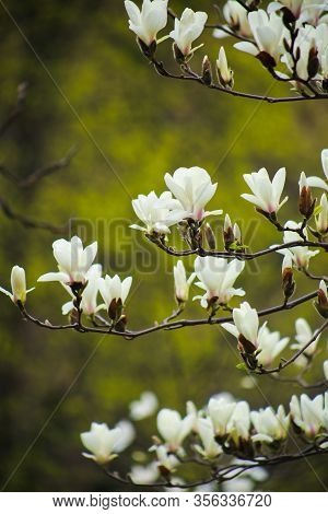 Blooming White Magnolia In The Botanical Garden