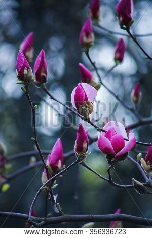 Blooming Tree Of Pink Magnolia In The Botanical Garden