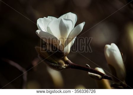 Tree Or Blooming White Magnolia In The Botanical Garden In The Spring Ukraine