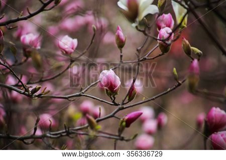 Spring Blooming Pink Magnolia In A Botanical Garden