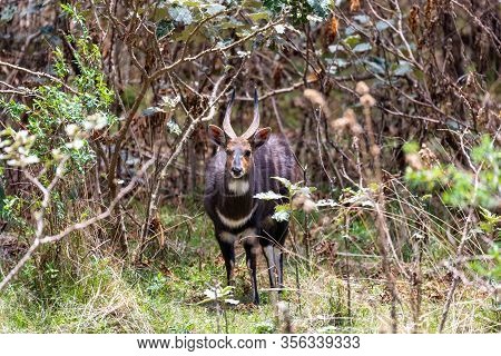 Endemic Animals Menelik Bushbuck In Natural Habitat, Tragelaphus Scriptus Menelik, Bale Mountain, Et