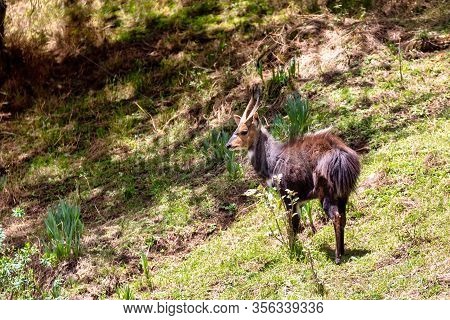 Endemic Animals Menelik Bushbuck In Natural Habitat, Tragelaphus Scriptus Menelik, Bale Mountain, Et